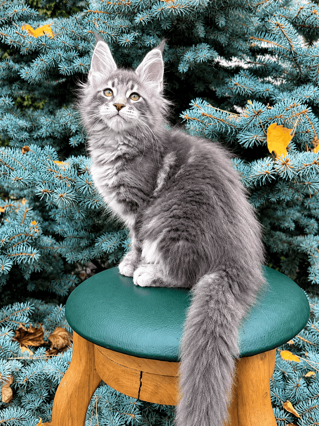 Kitten for sale card
