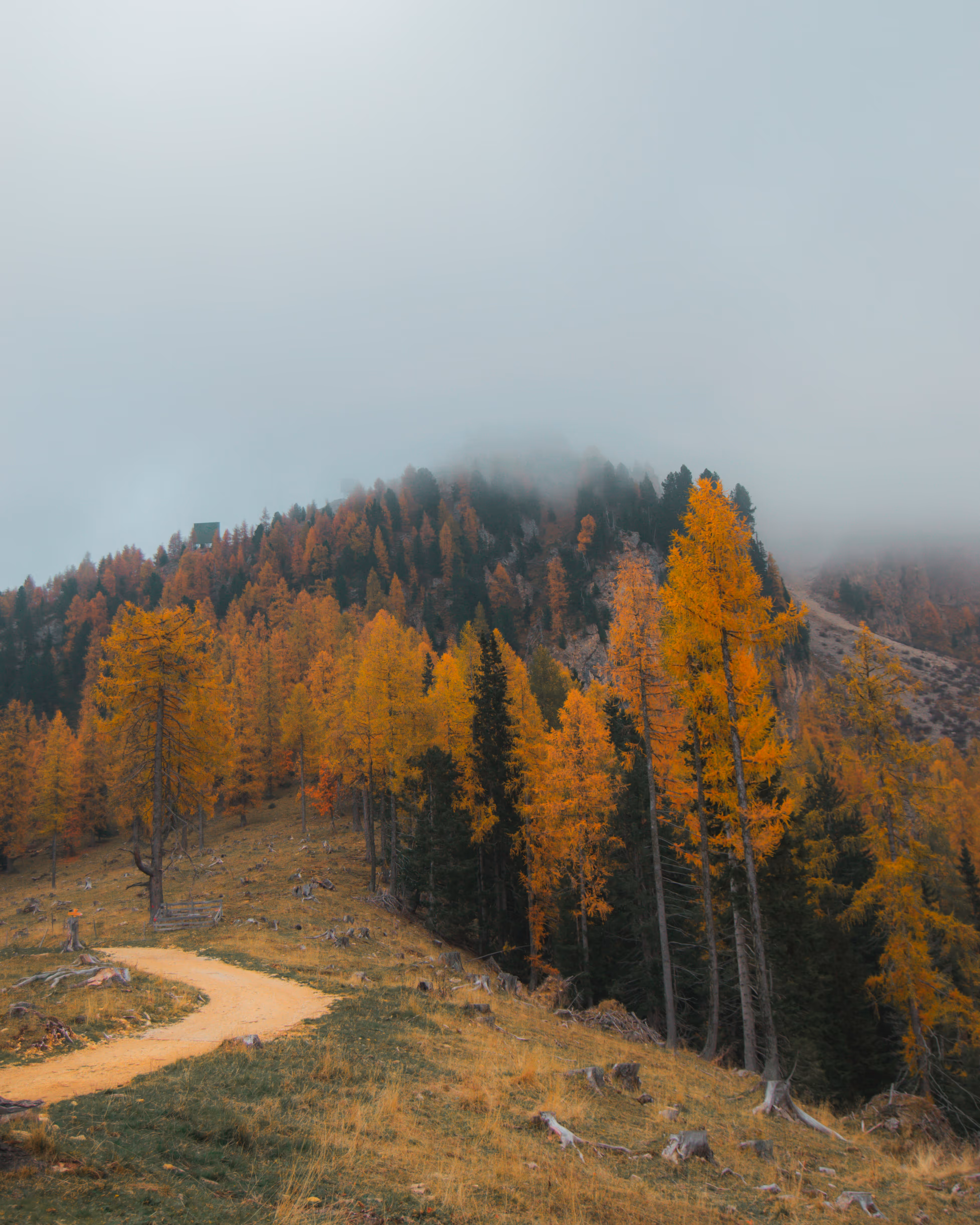 Misty mountain trail winding through a golden autumn forest of larch trees in a peaceful alpine landscape