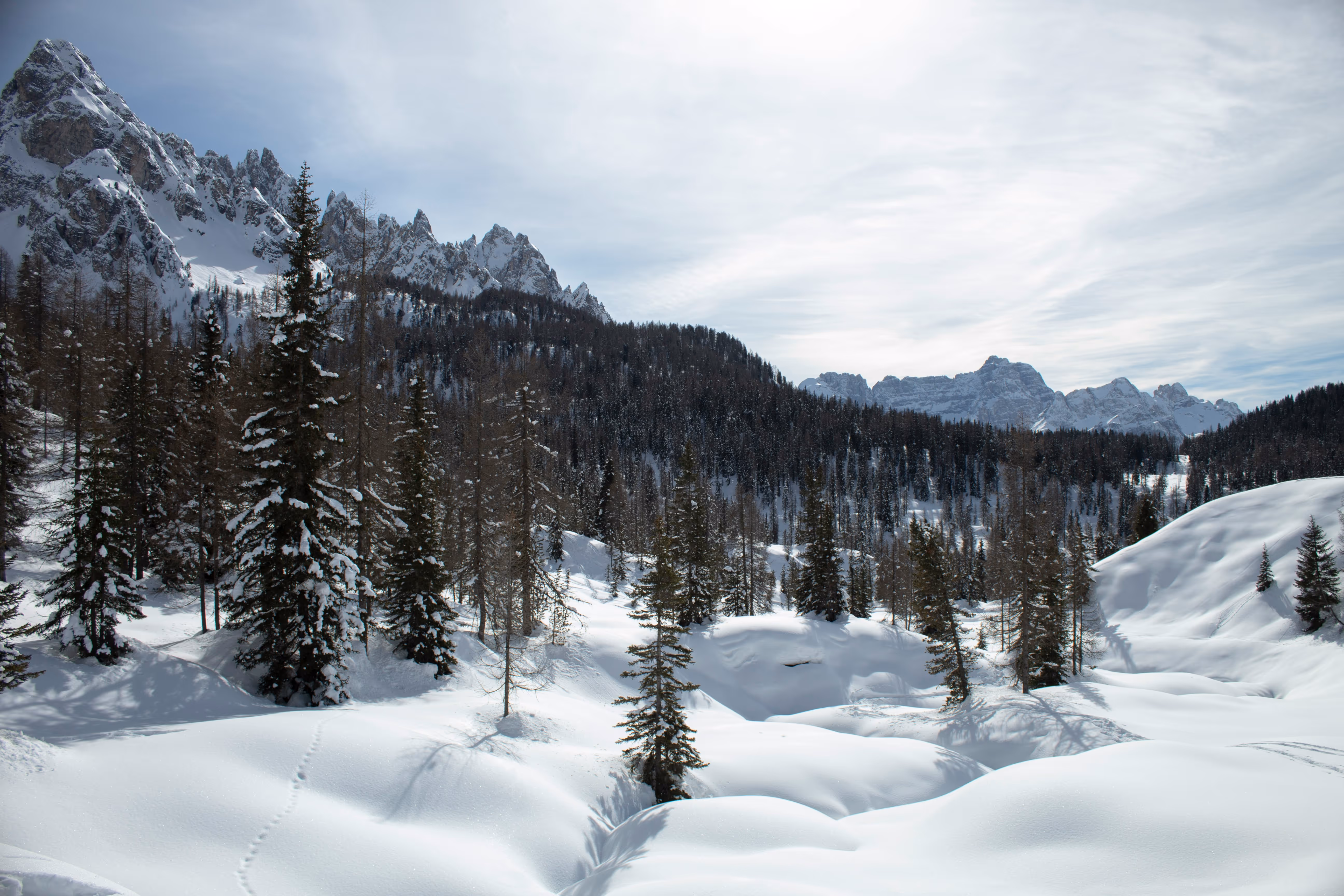 Snow-covered alpine forest with tall pine trees and rugged mountain peaks under a cloudy winter sky