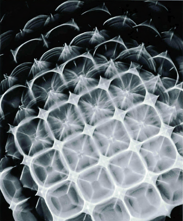 Si un film liquide est irradié par un son, la méthode de strioscopie révèle des motifs comme celui présenté ici . Un réseau complexe apparaît, composé de carrés, de diagonales et de perpendiculaires. Il en résulte des courbes, des cercles et des motifs rayonnants. © Hans Jenny