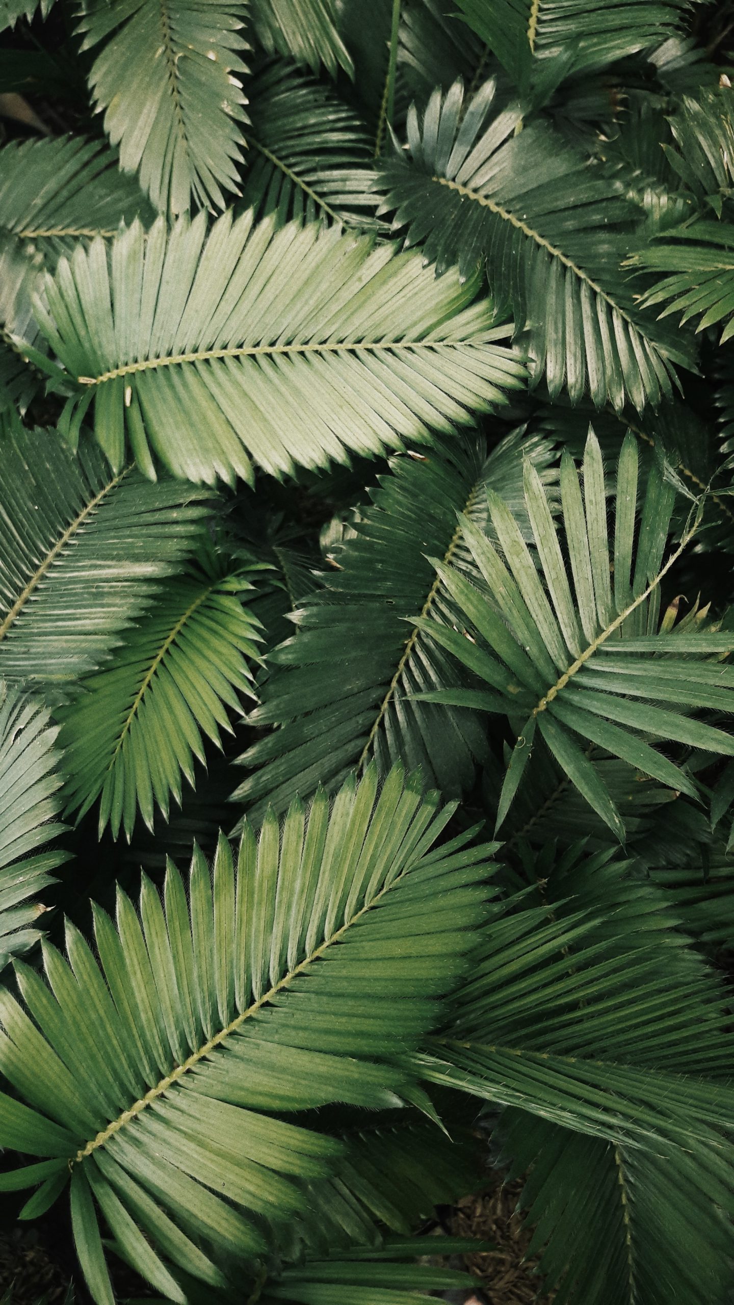 Functional Bodywork Therapy Palm Plant Leaves.