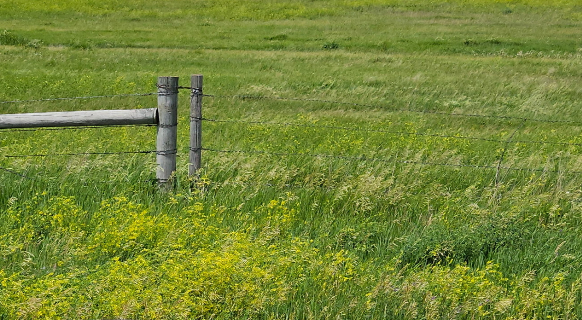 Yellow sweet clover field