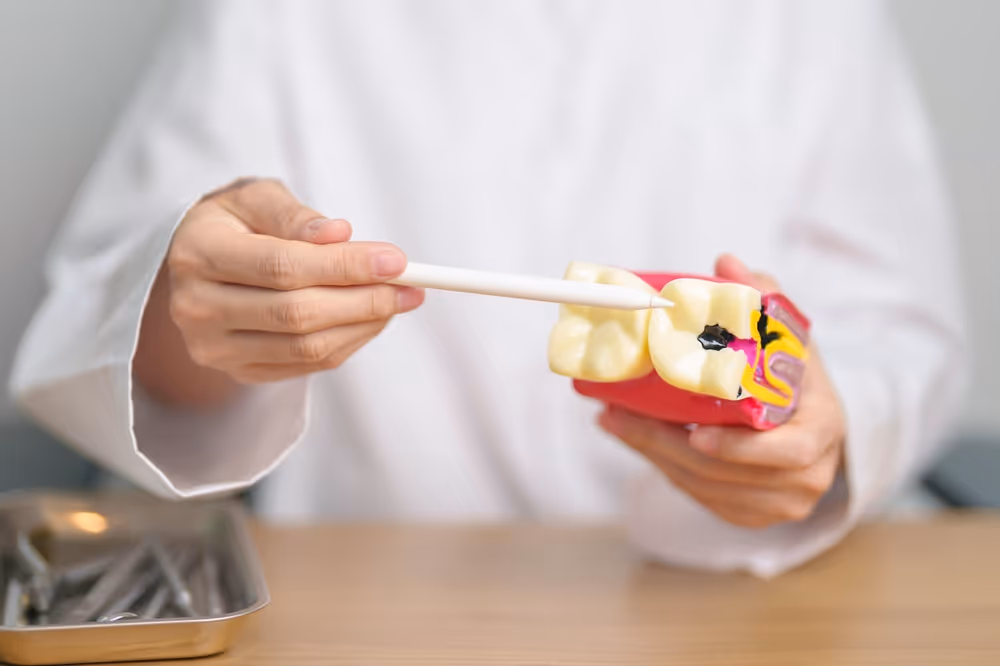Dentist showing decay on tooth display