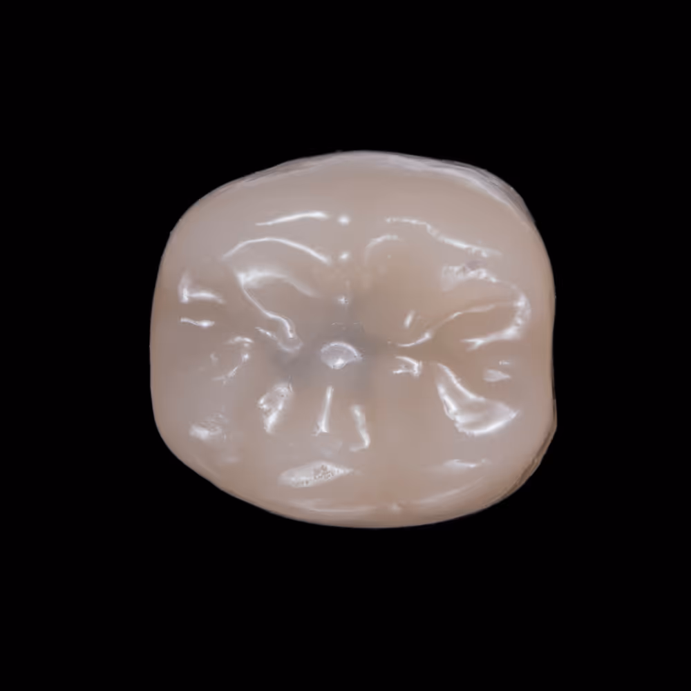 The bottom view of a tooth
