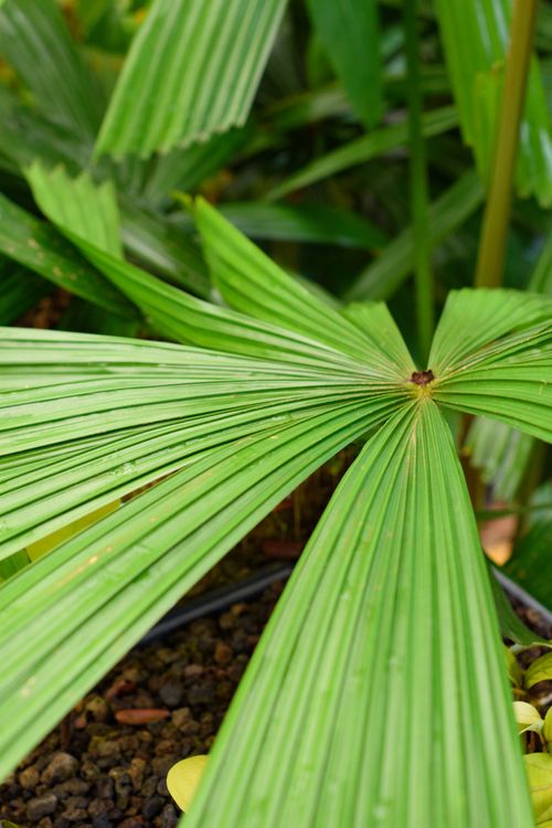 Fan palm