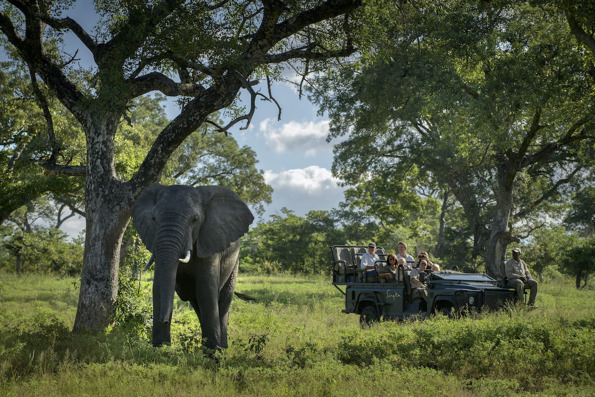 Elephant on Game Drive at Singita Sabi Sand – Luxury Safari Wildlife Experience