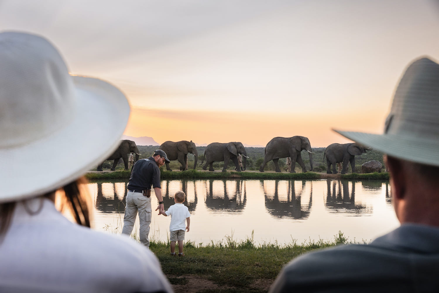 Elephant herd at sundowners Jabulani