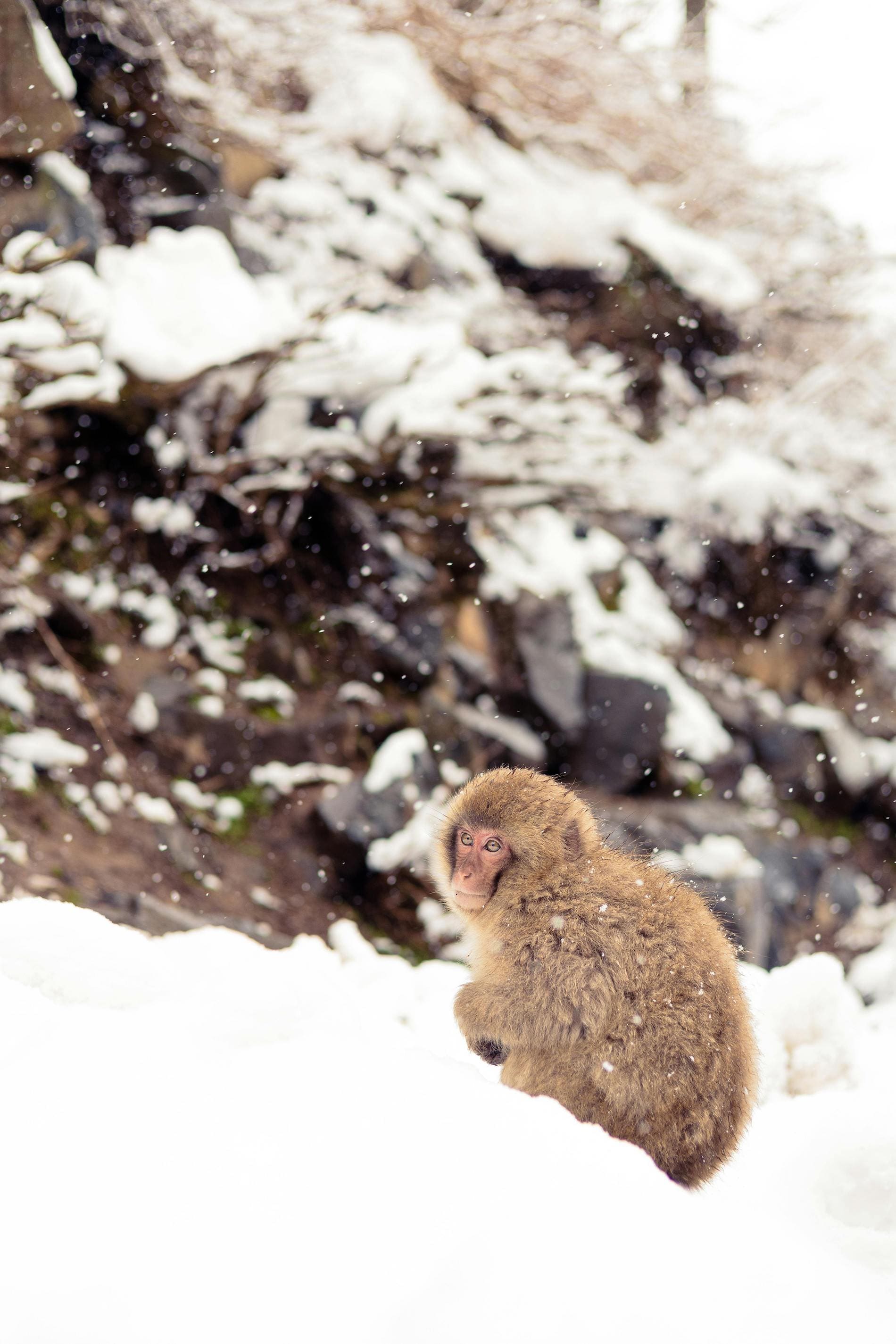 A Snow Monkey in Japan