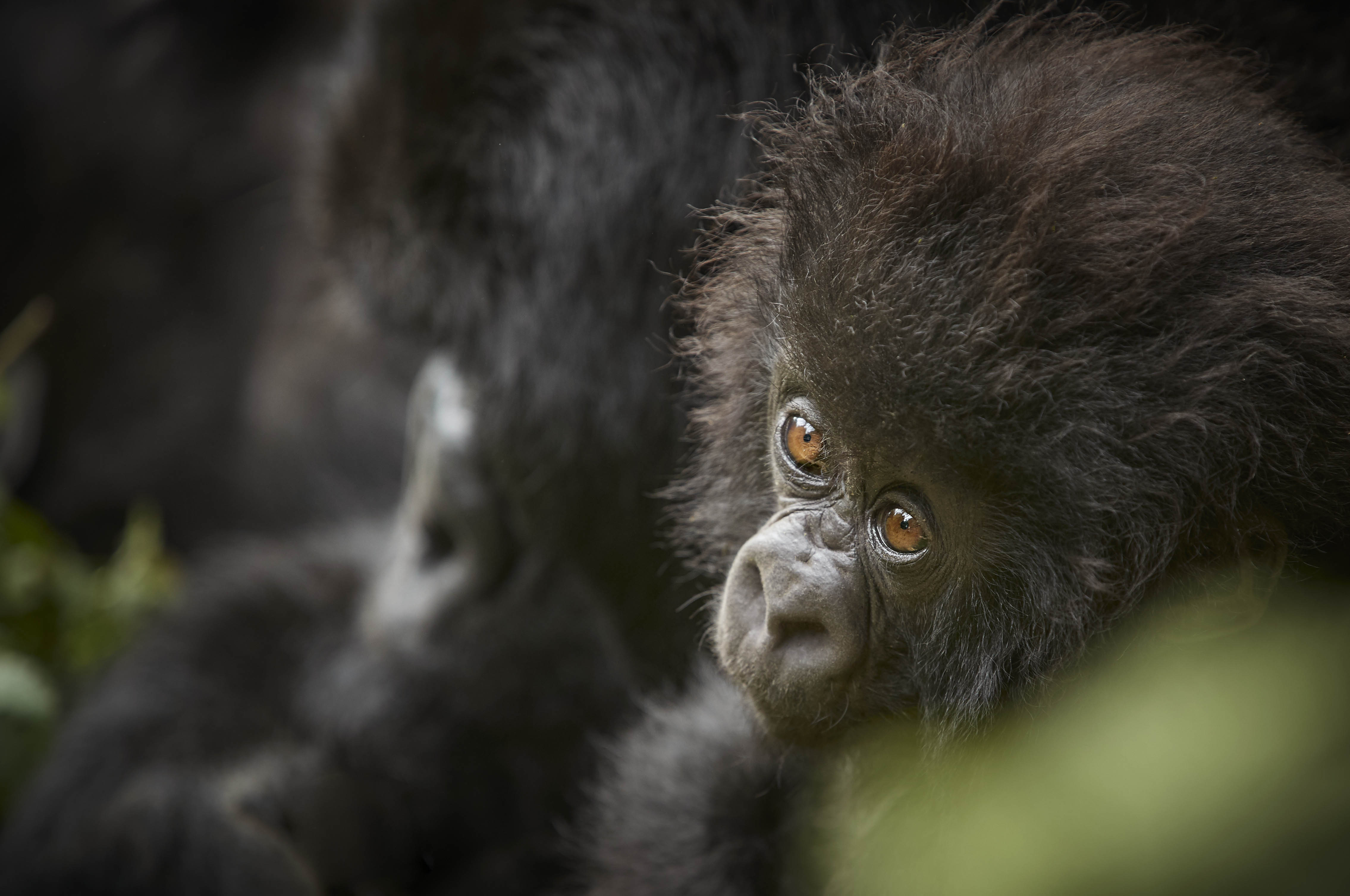 Rwanda. Where the World Holds Its Breath