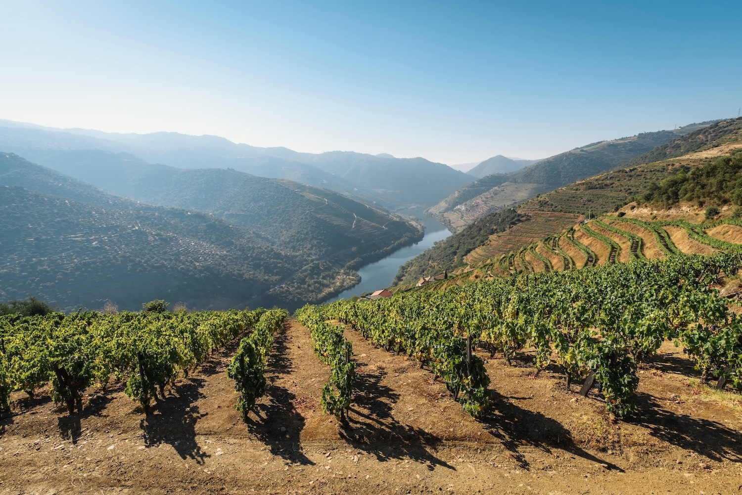 Where the River Carries the Wine