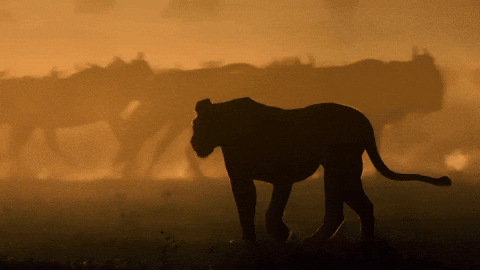big cat GIF by BBC EarthGIF representing a sales pro using Pronto to hunt Sales Navigator leads like a lion