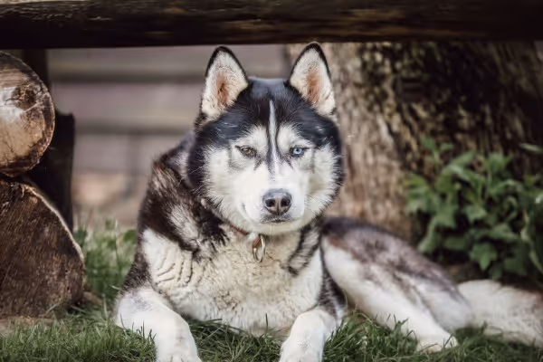 Husky schaut in die Kamera