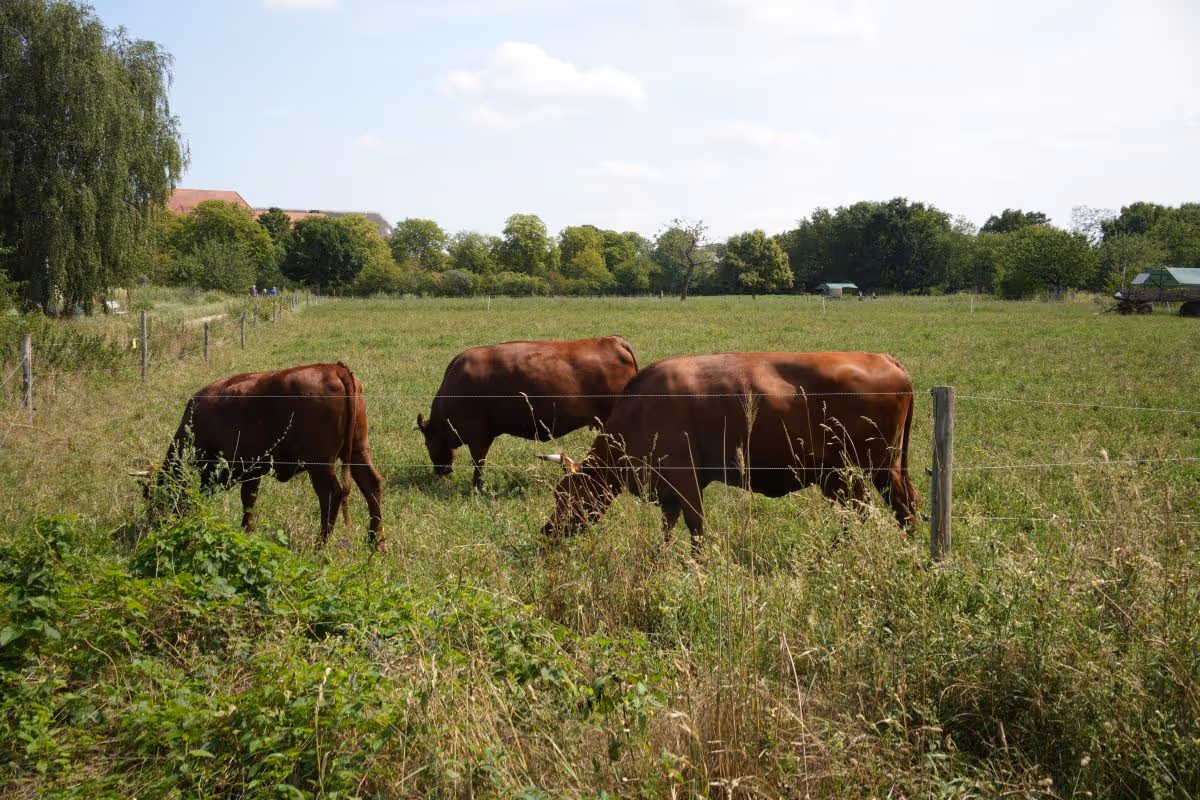 Kühe auf einer Weide auf der Domäne Dahlem