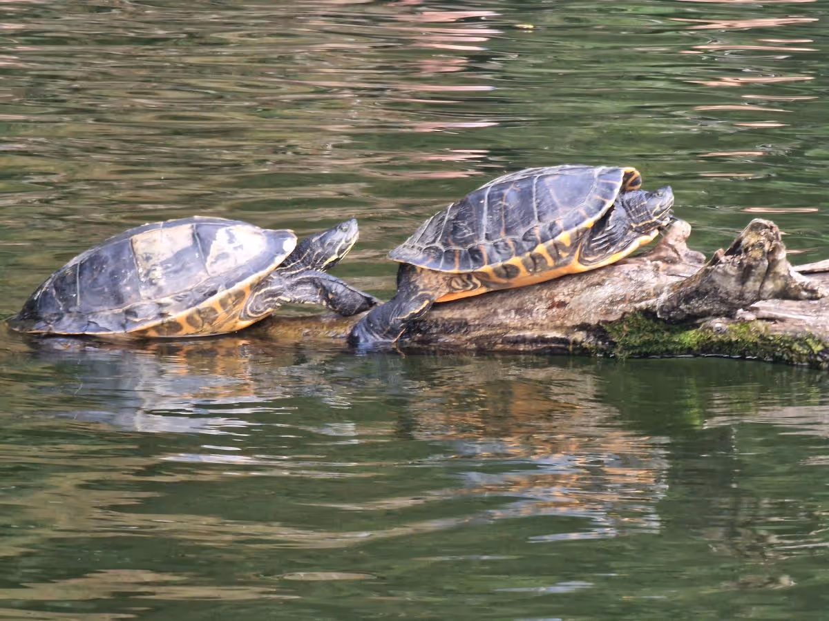 Schildkröten auf dem Wasser