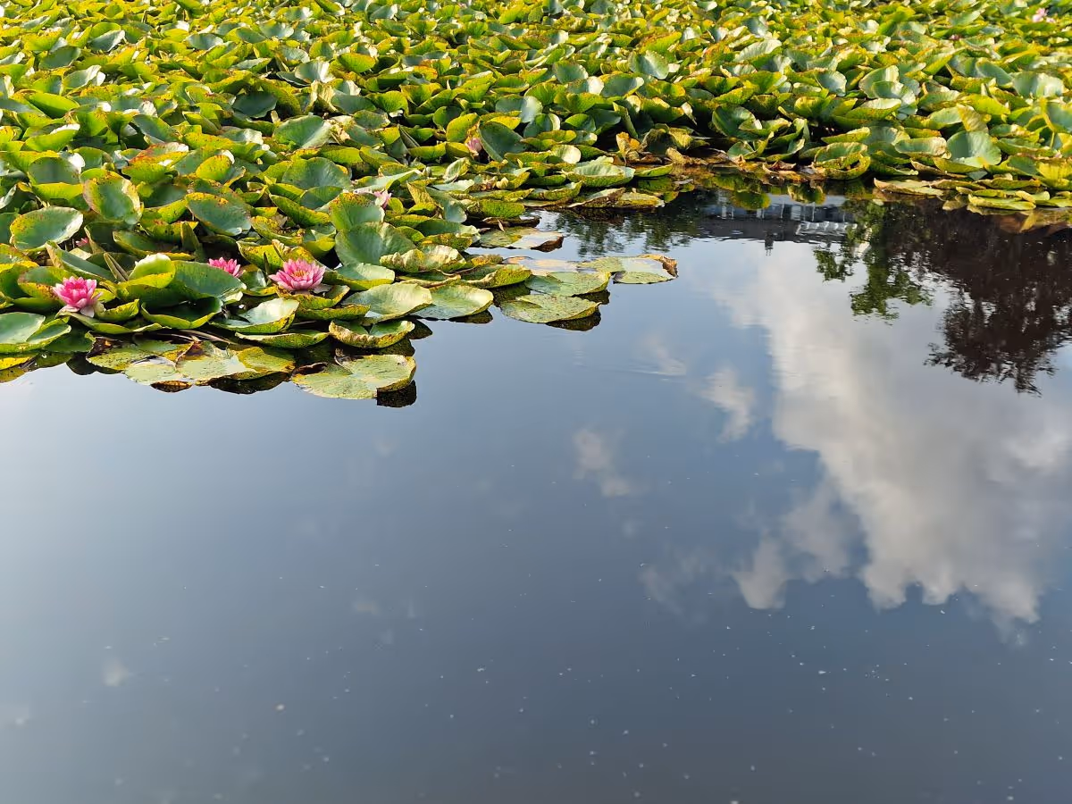 Wasser und Seeerosen im Weinbergspark