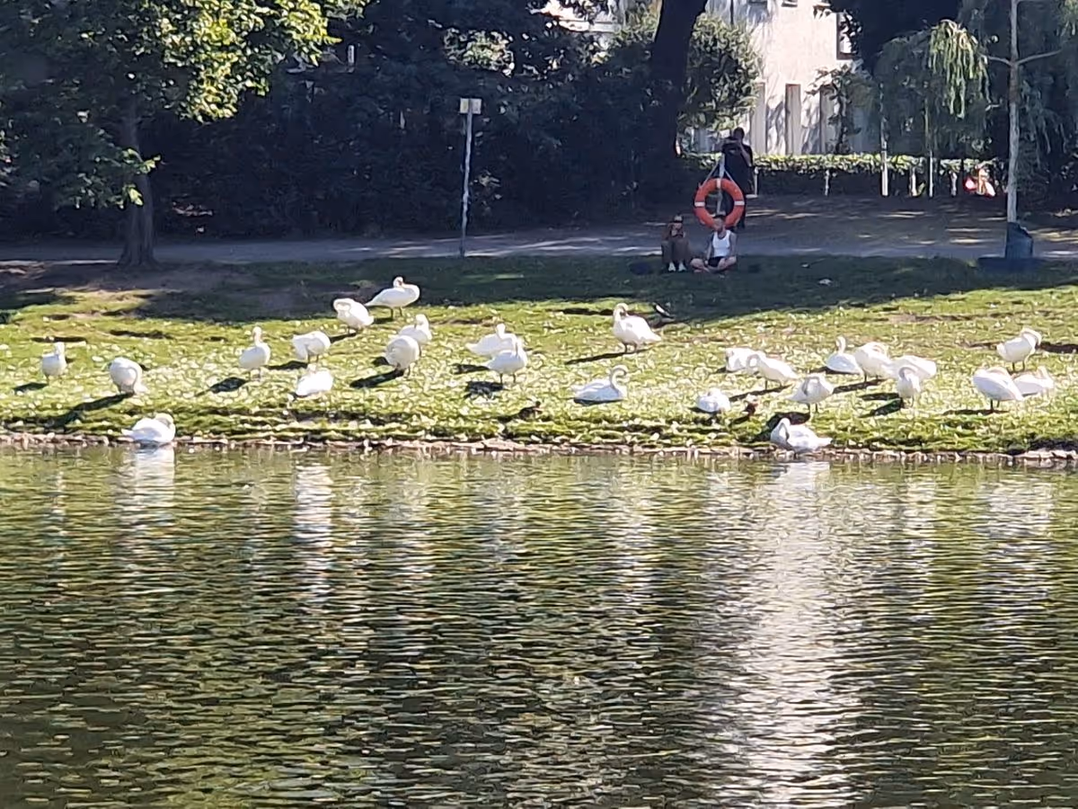 Böcklerpark Schwäne am Wasser