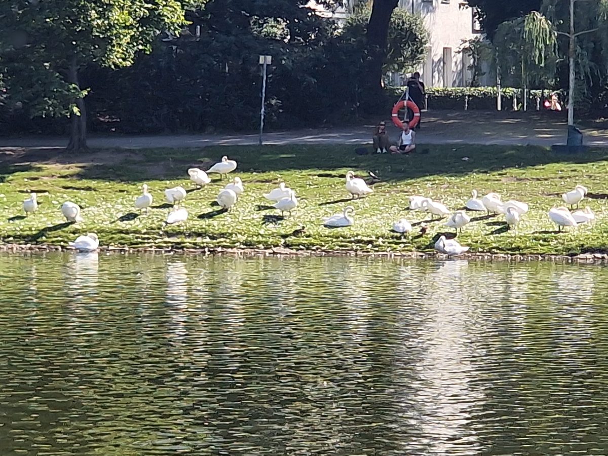 Böcklerpark Schwäne am Wasser