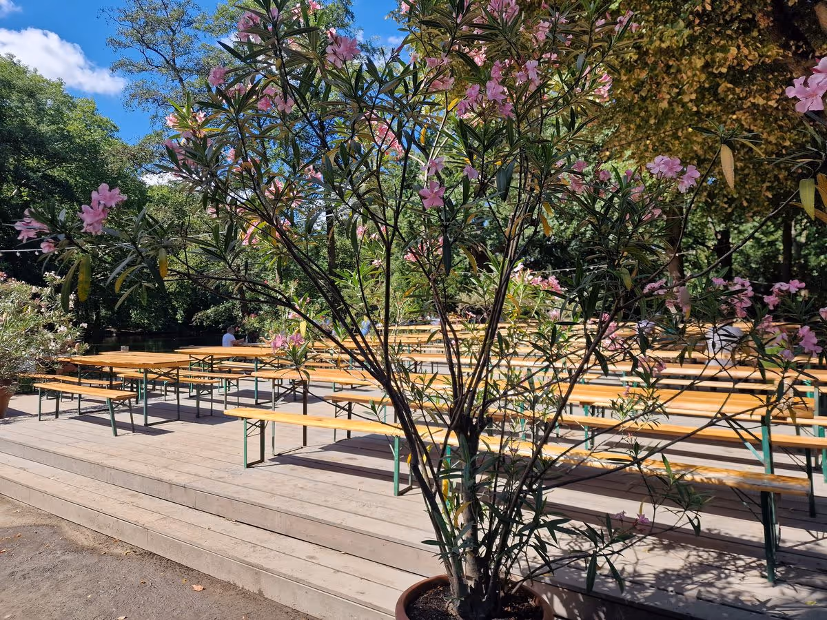 Schöne Pflanze vor Sitzplätzen im Cafe am neuen See