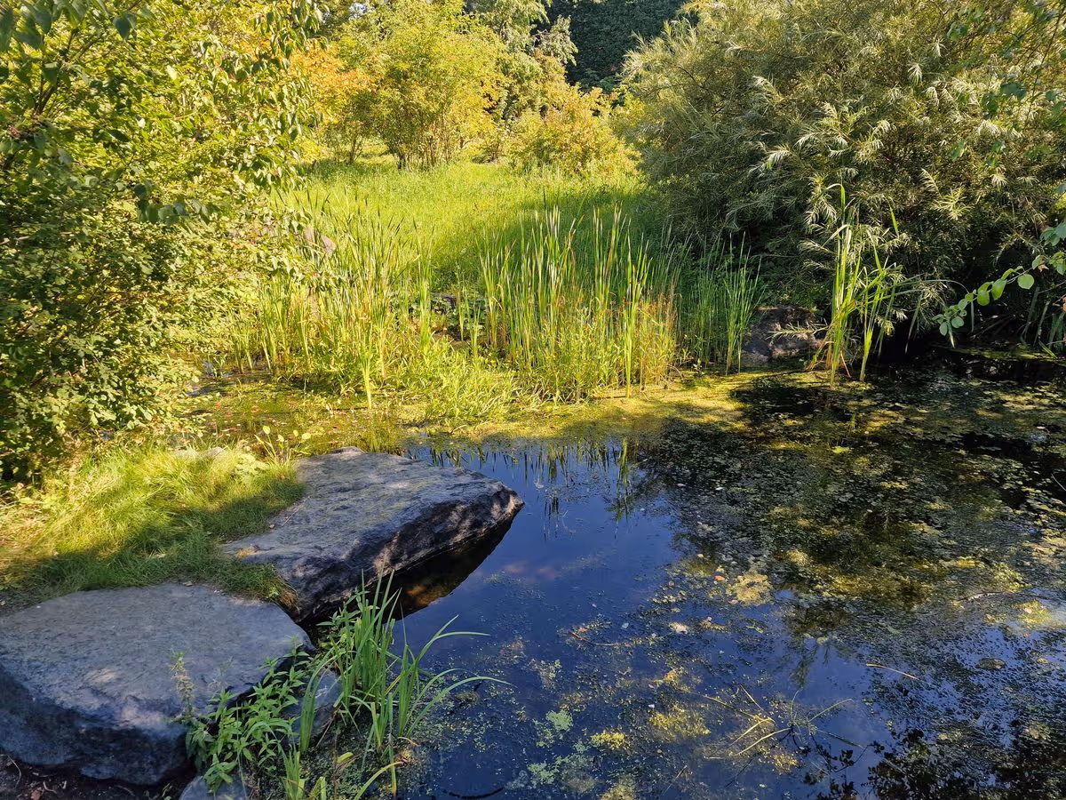 kleiner Teich im Comenius Garten 