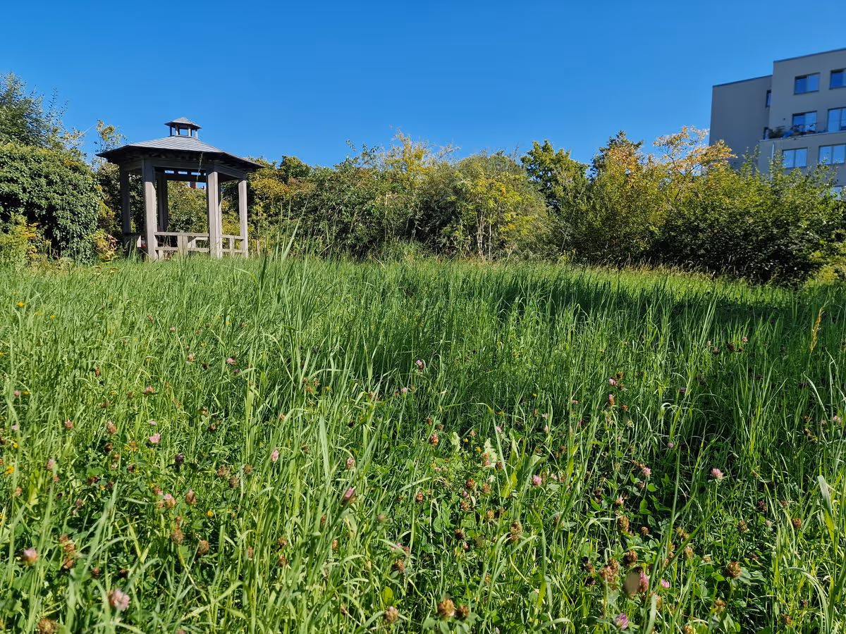 Wiese im Comenius Garten 