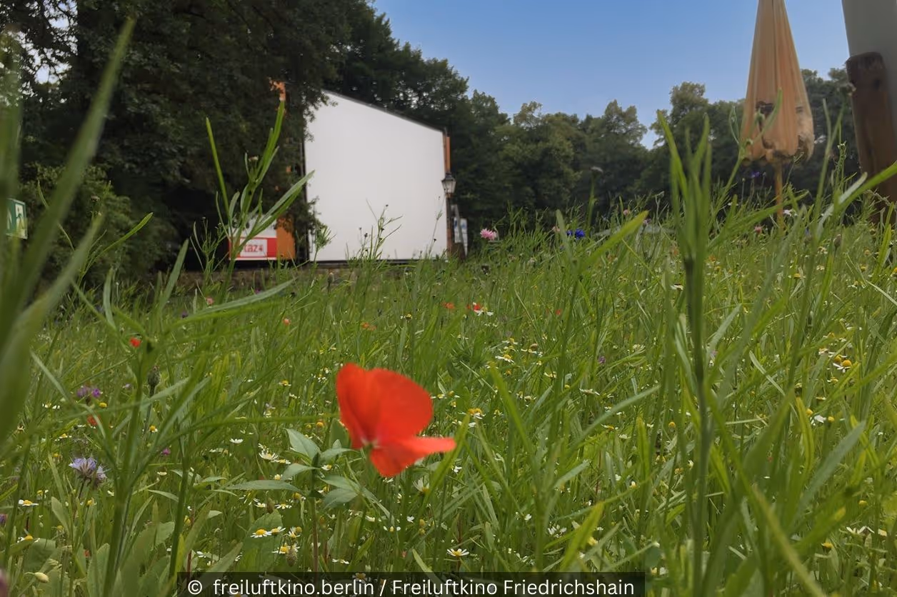 Mohnblume vor Freiluftkino Leinwand