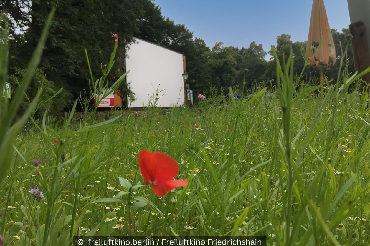 Mohnblume vor Freiluftkino Leinwand