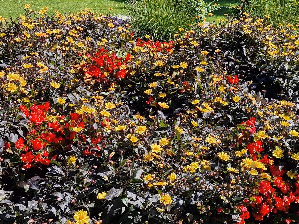 Blumen bei der Luiseninsel