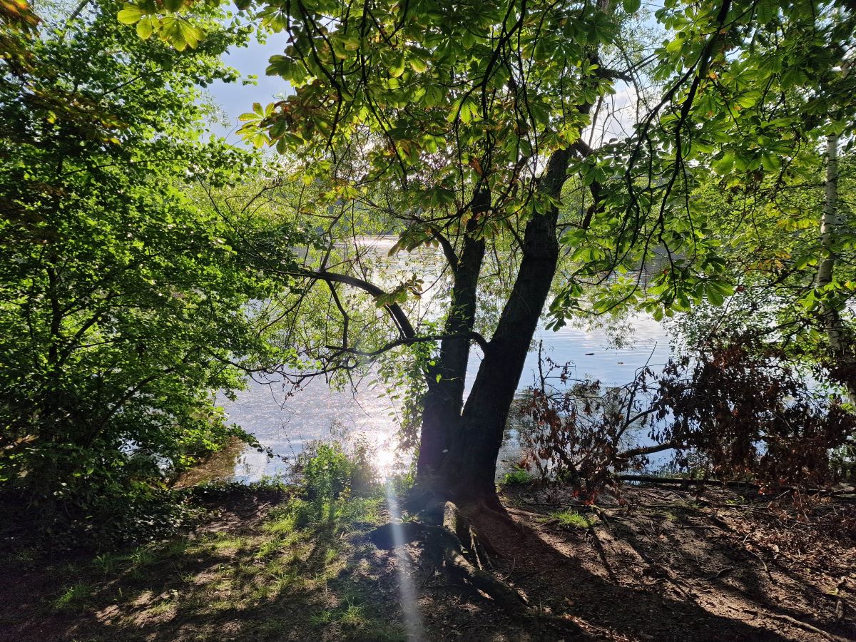 Gebüsch am Schäfersee