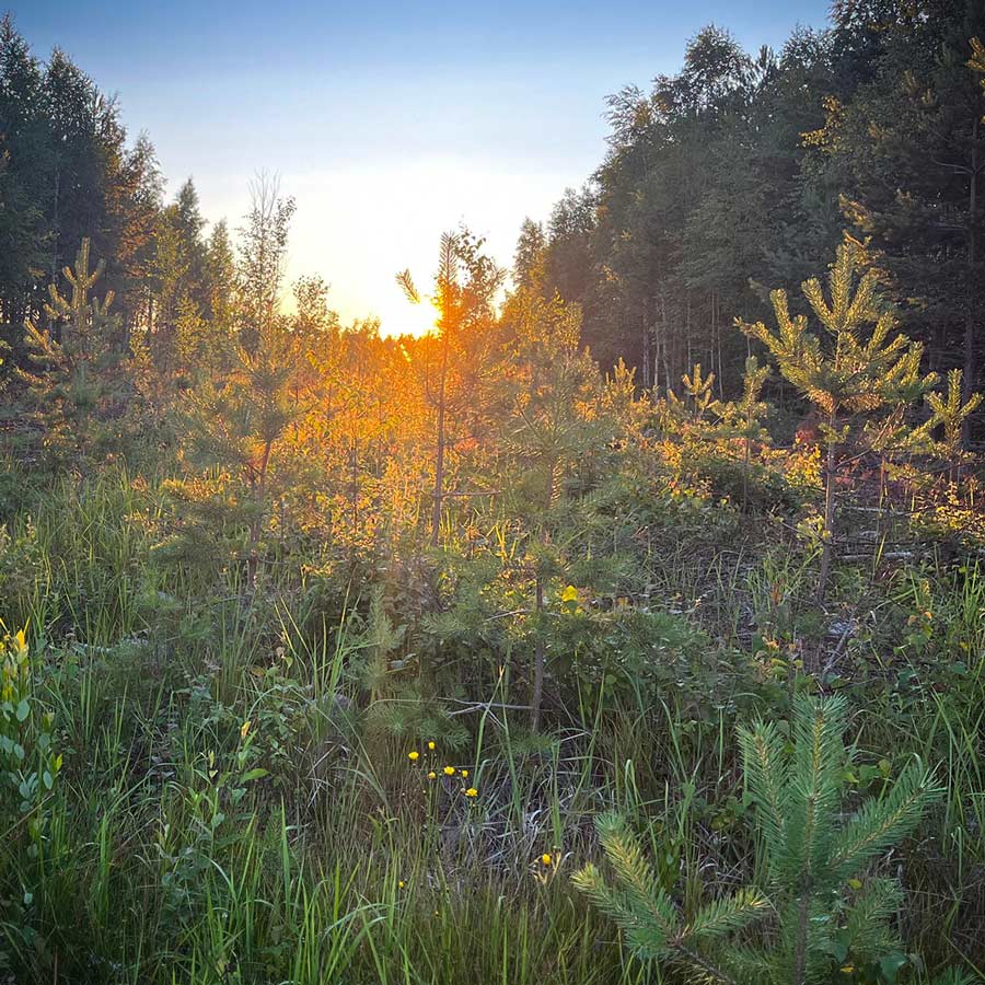 Metsitetty vanha pellon pohja, Metsäpeikko Oy