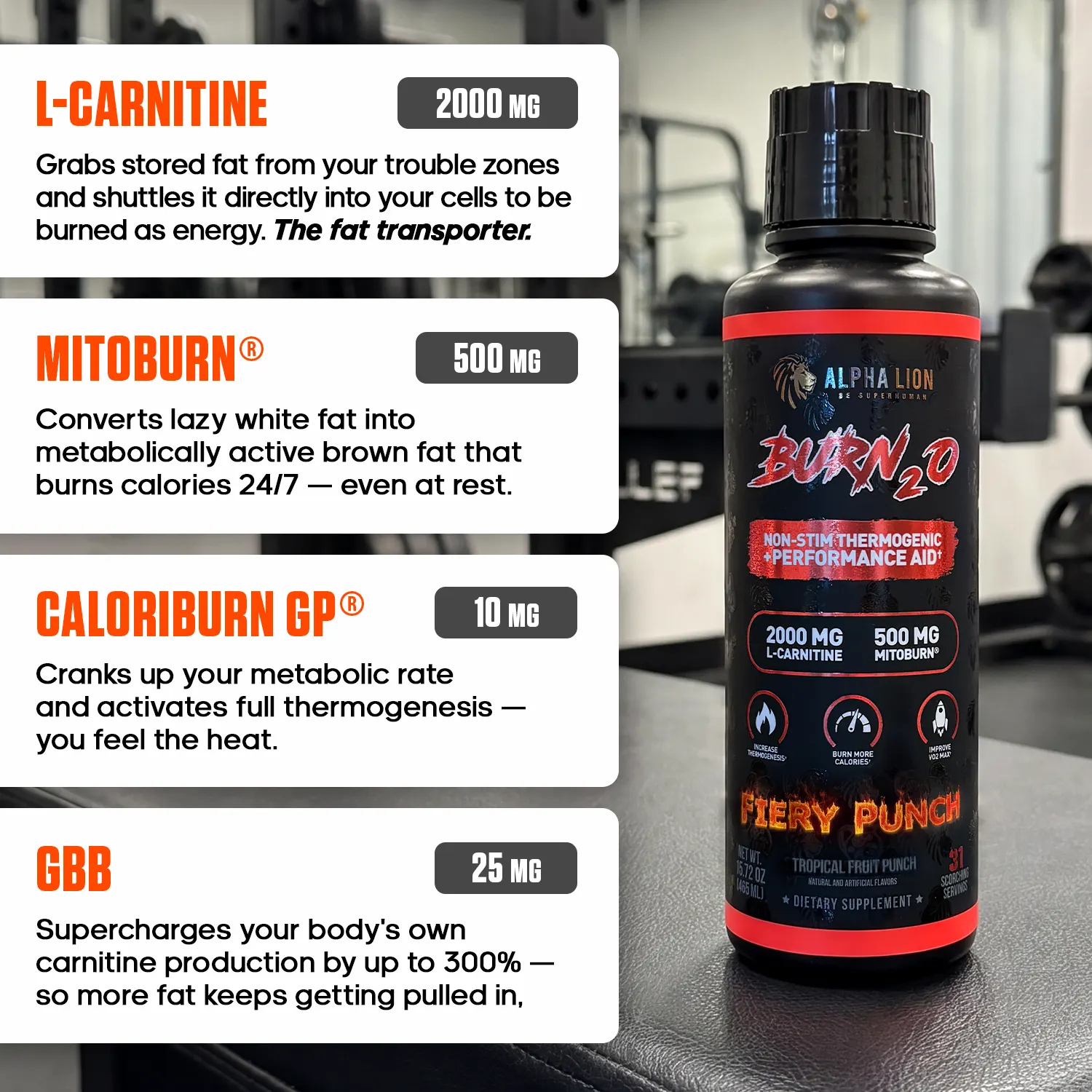 Bottle of Alpha Lion Burn 2.0 supplement with details on L-Carnitine, Mitoburn, Caloriburn GP, and GBB benefits.