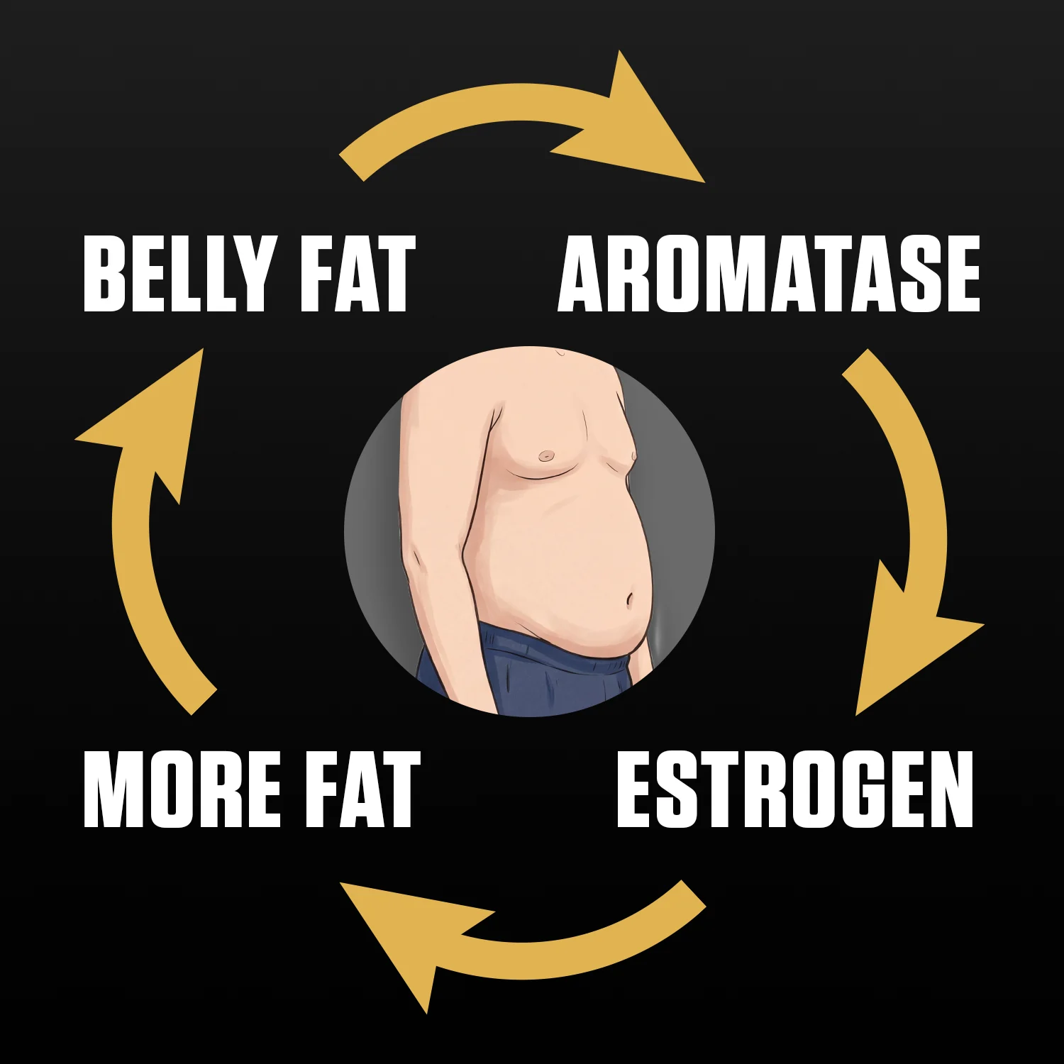 Diagram showing a cycle: Belly fat leads to aromatase, which produces estrogen, causing more fat.