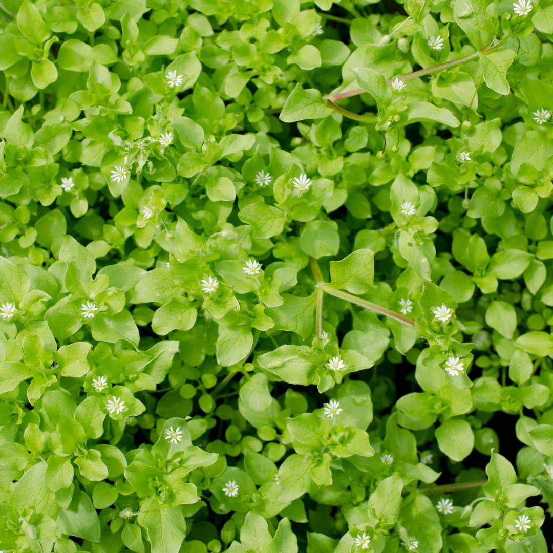 Thick carpet of chickweed (Stellaria media) with its small white star-shaped flowers and tender green leaves.