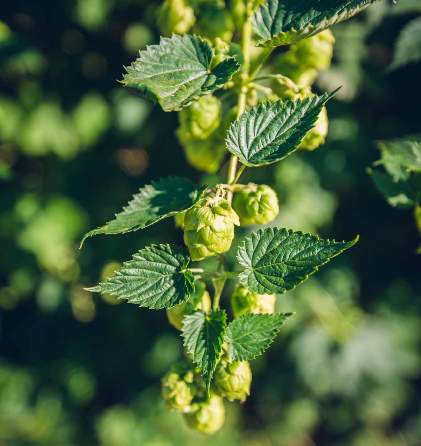 ( 1 WHISKY ) BALLANTINES x 700ml + 1 COCA COLA x 1.5 L + HIELO x 3kg A SOLO S/54