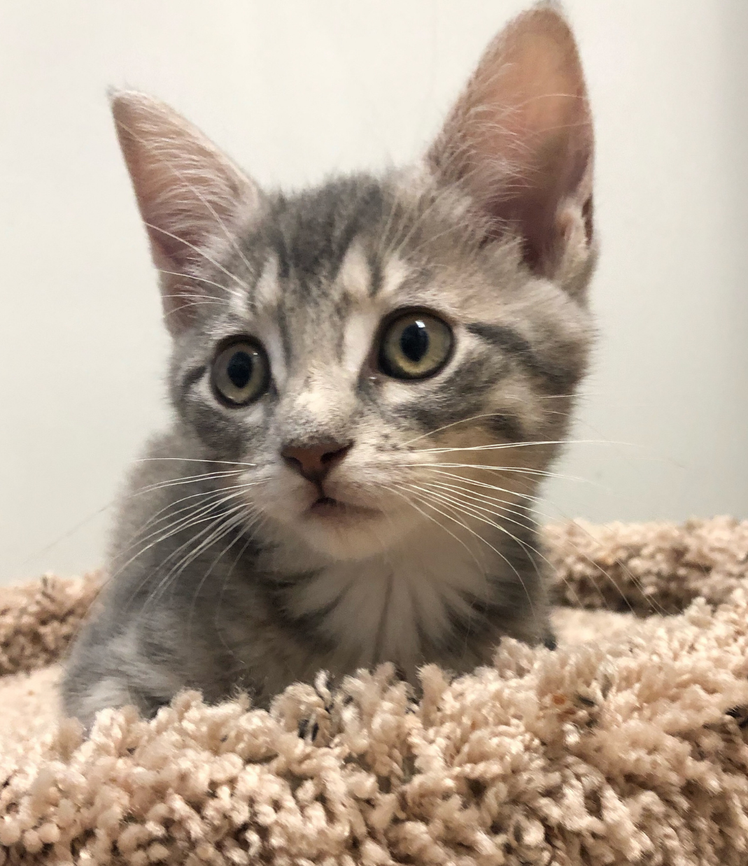 Solutions marketing offertes à Minous parmi nous par Juillet Marketing