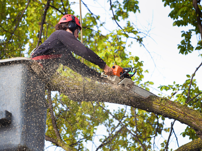 Residential tree services by Tree Doctorz shown removing a large branch with a chainsaw from a lift