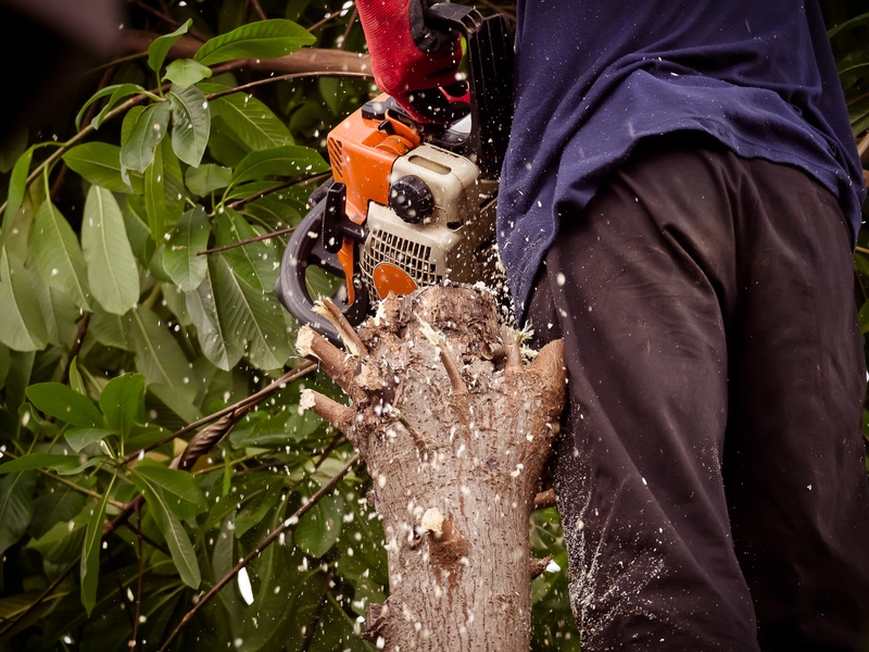 Residential tree services by Tree Doctorz shown removing a large branch with a chainsaw from a lift