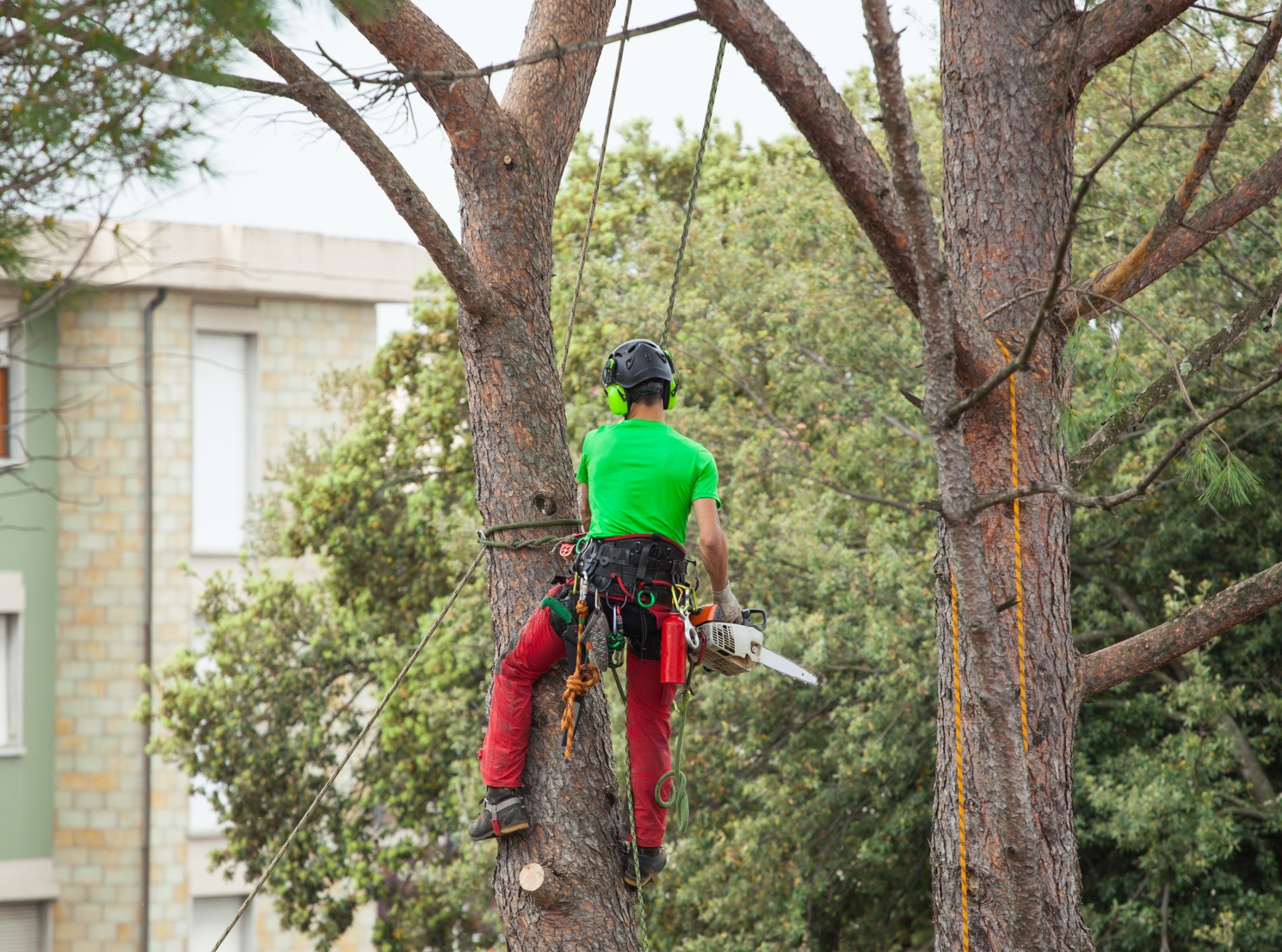 Residential tree services by Tree Doctorz shown removing a large branch with a chainsaw from a lift