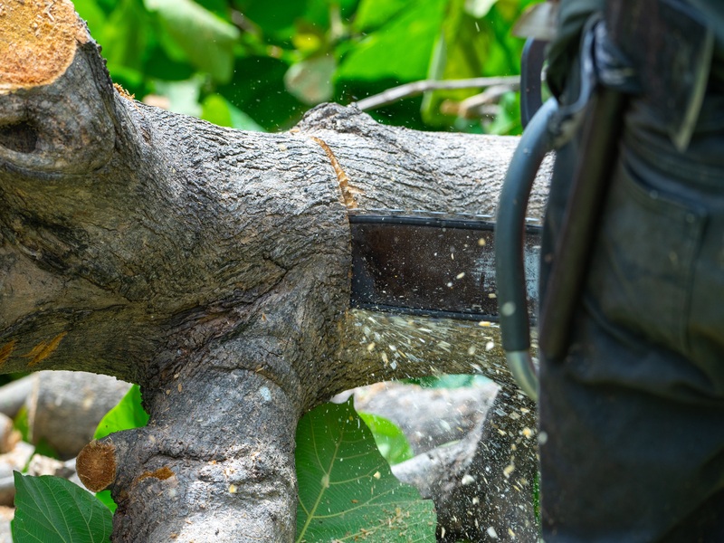 Residential tree services by Tree Doctorz shown removing a large branch with a chainsaw from a lift