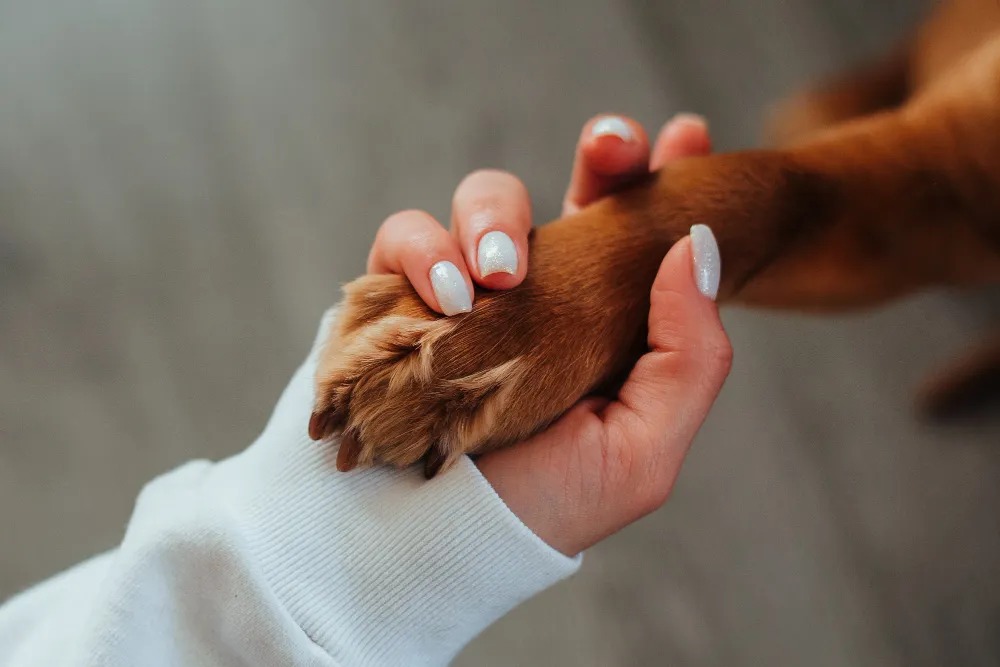 A womans hand holds a dog's paw