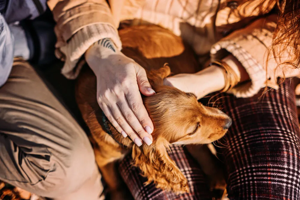 Dog paws with human hands