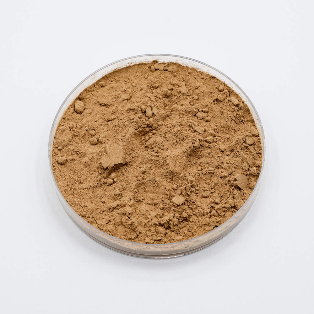Bacillus megaterium bacterial powder in petri dish
