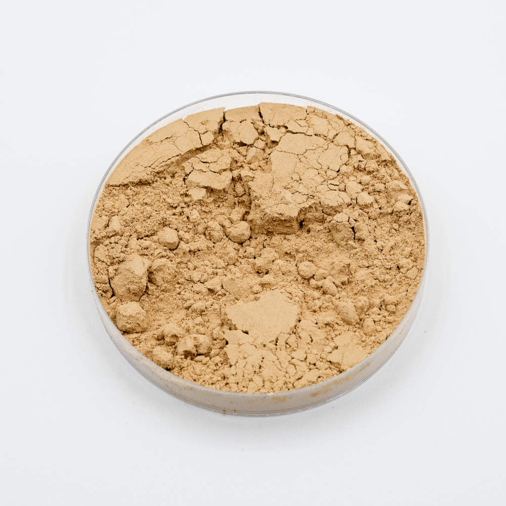 Bacillus methylotrophicus bacterial powder in petri dish