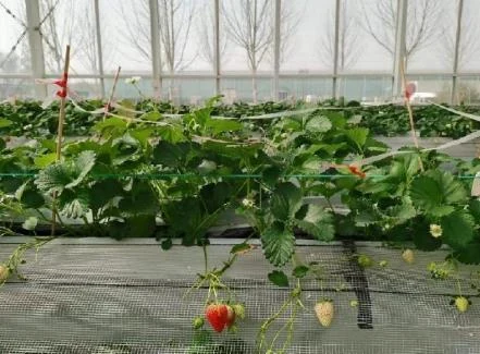 Untreated control, week 10