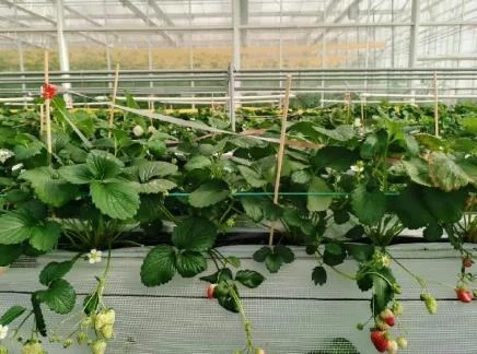 ABI-treated, week 10