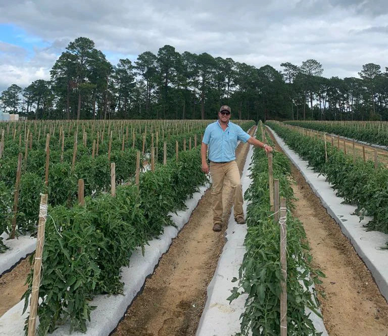 Estudio de tomate en Tennessee: el análisis BeCrop muestra un consorcio de ABI que libera nitrógeno, fósforo y potasio