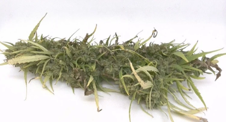 South Carolina Hemp Trial: 25% Higher CBD and Total Cannabinoids with an ABI Microbial Inoculant