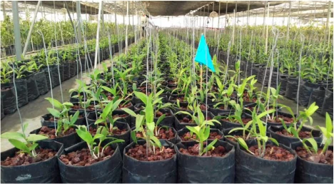 Mexico Orchid Trial: 157% More Blooms and 87% More Branches with an ABI Soil Inoculant