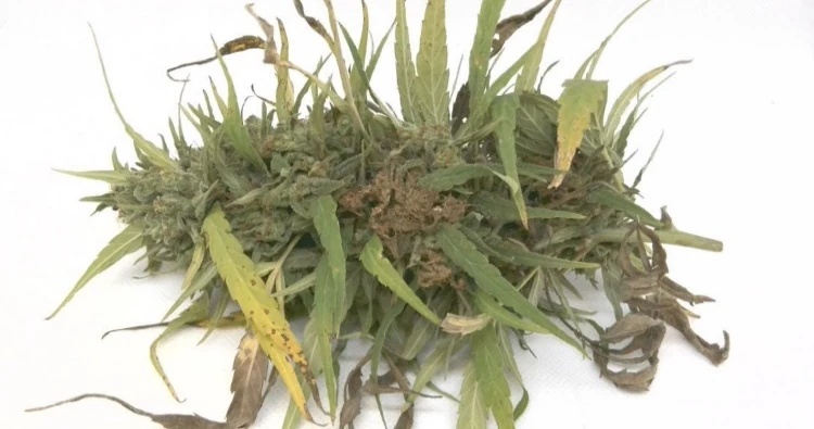 Untreated control flower