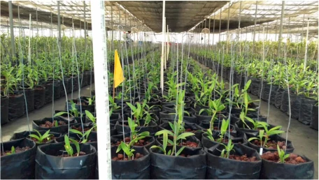 Untreated control