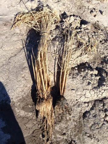 ABI-treated roots on the left, untreated control on the right